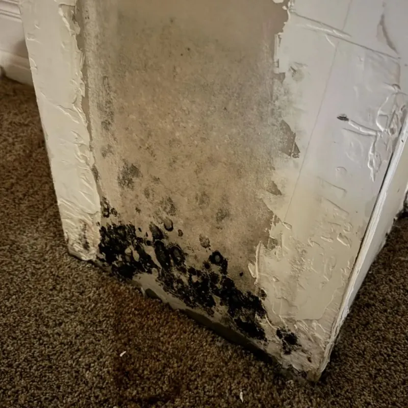 Professional Mold Removal in City of Suffolk, VA